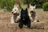 SCOTTISH TERRIER 238